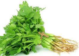 新鲜香菜 Coriander/Bunt (只限自提或配送)